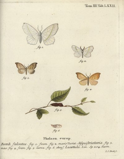 Light Emerald and Scalloped Hook-Tip by Johann Carl Bock