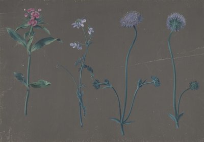 Study of Three Flowers by Johann Christian August Birnbaum