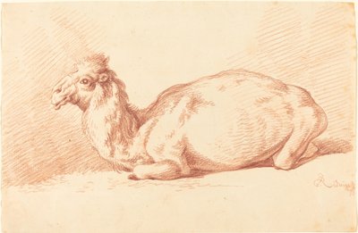 A Dromedary by Johann Elias Ridinger
