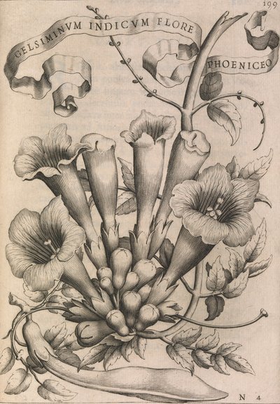 Gelsiminvm indicvm flore phoeniceo by Johann Friedrich Greuter