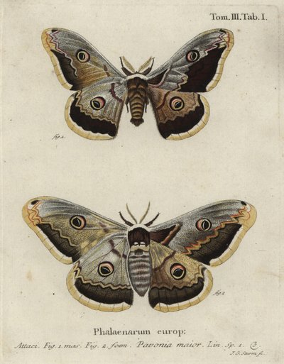 Emperor Moth, Saturnia Pavonia by Johann Georg Klinger