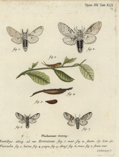 Lesser puss moth, Cerura erminea by Johann Georg Klinger