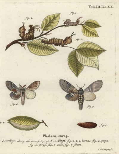 Lobster moth, Stauropus fagi by Johann Georg Klinger