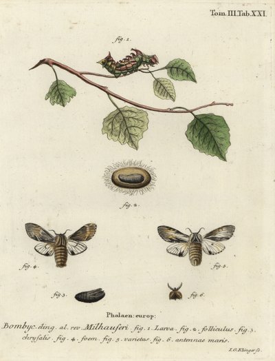 Tawny prominent moth, Harpyia milhauseri by Johann Georg Klinger