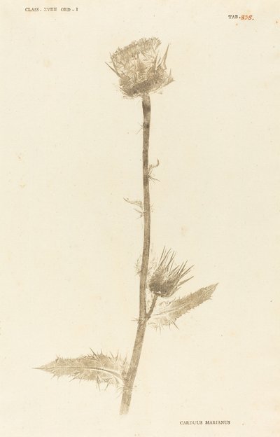Milk Thistle by Johann Hieronymus Kniphof