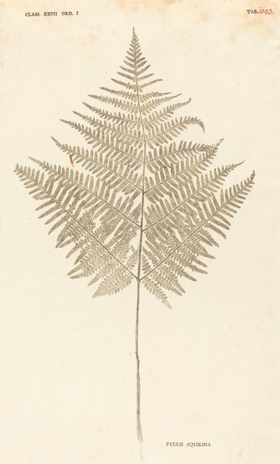 Pteris Aquilina by Johann Hieronymus Kniphof