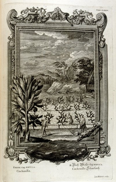 Cultivating Cactus by Johann Jakob Scheuchzer