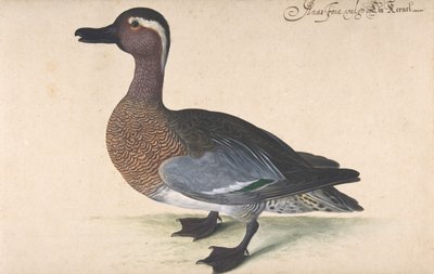 A Male Teal by Johann Jakob Walther