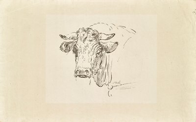 Bull