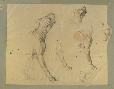 Study of a Dog for 