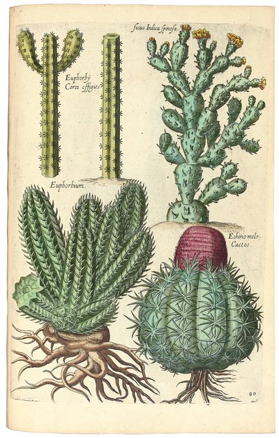 Cacti by Johann Theodor de Bry