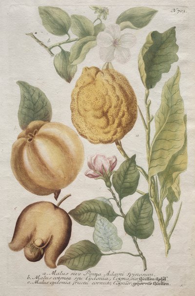 Phytanthoza Iconographia: No. 703 by Johann Wilhelm Weinmann