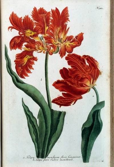 Red tulip. Botanical board by Johann Wilhelm Weinmann