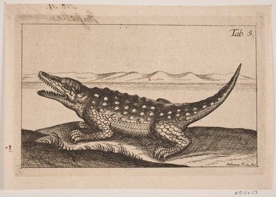 A Crocodile by Johanna Fosie