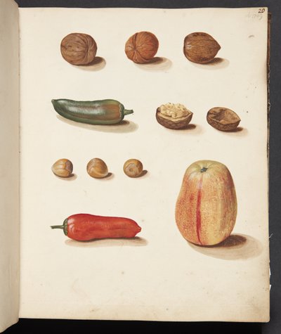 Study of Apple, Nuts, and Peppers by Johanna Fosie