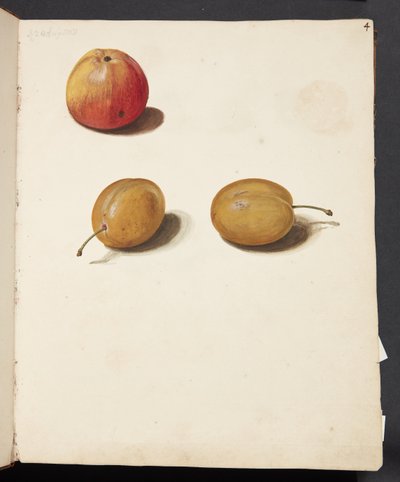 Study of Apple and Plums by Johanna Fosie