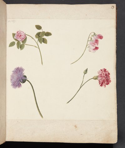 Study of Flowers by Johanna Fosie