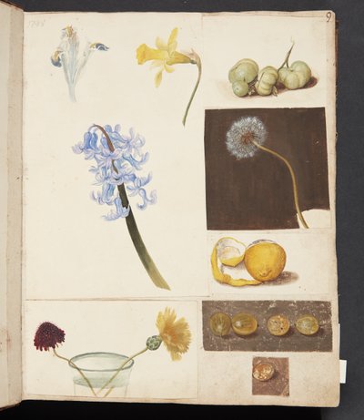 Study of Flowers, Fruits, and Green Tomatoes by Johanna Fosie