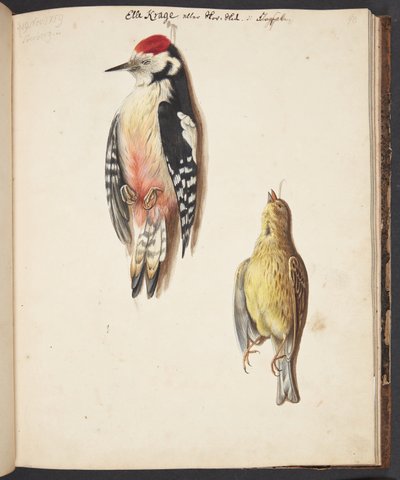 Study of a Dead Woodpecker and Yellowhammer, Hanging by Johanna Fosie