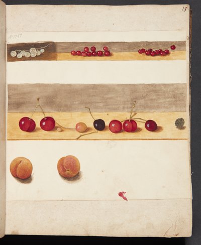 Study of Fruits and Berries by Johanna Fosie