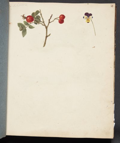 Study of Rosehip and Pansy by Johanna Fosie
