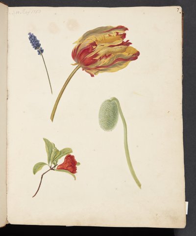 Study of Tulip and Other Flowers by Johanna Fosie