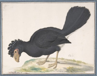 A Black Curassow by Johannes Bronckhorst