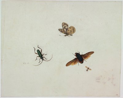 Four insects, End of 17th century by Johannes Bronkhorst