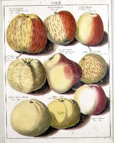 Apples by Seligman by Johannes Hendrik (after) Knoop