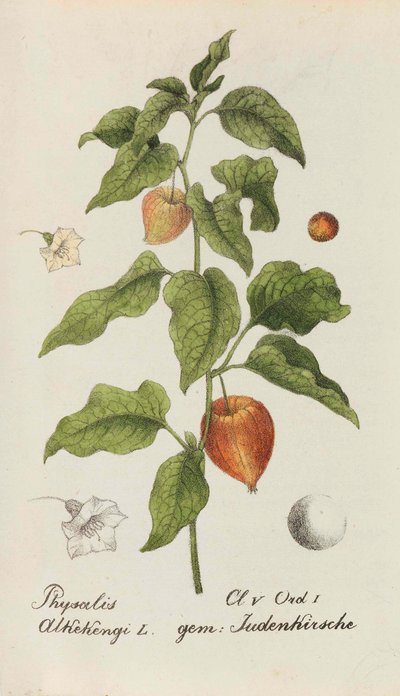 Collection of Swiss Plants, 1825-1846 by Johannes Jacob Hegetschweiler