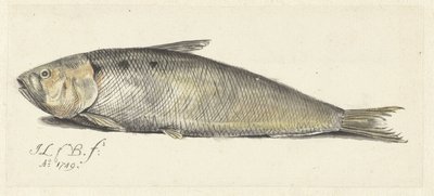 Fint by Johannes le Francq van Berkhey