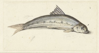 Gondola by Johannes le Francq van Berkhey