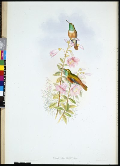 Amazili by John (after) Gould