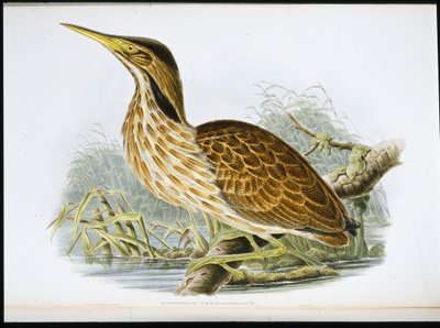 American Bittern by John (after) Gould
