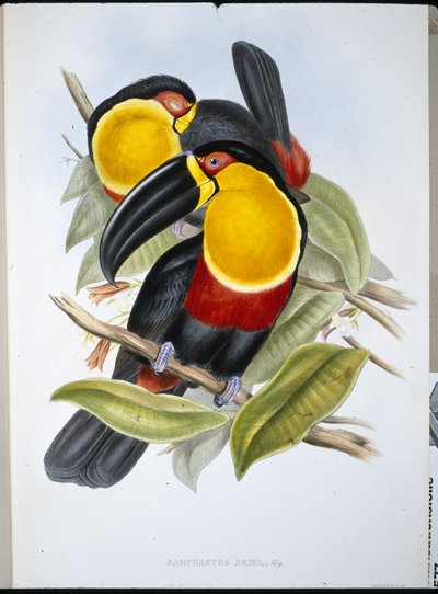 Ariel Toucan by John (after) Gould