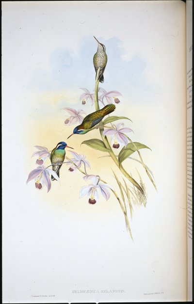 Black-eared Humming-bird (Heliopaedica Melanotis) by John (after) Gould