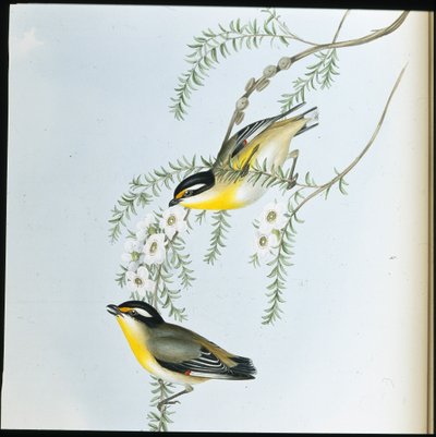 Black-headed Pardalote by John (after) Gould