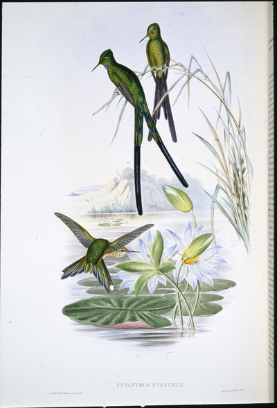 Blue-tailed Sylph by John (after) Gould
