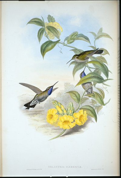 Blue-throated Cazique (Delattria clemenciae) by John (after) Gould