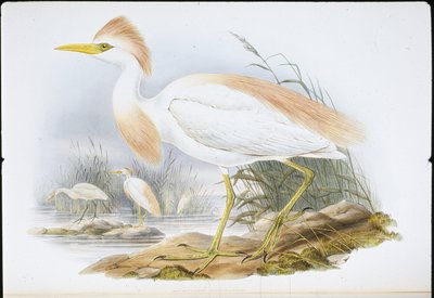 Buff-backed Heron by John (after) Gould