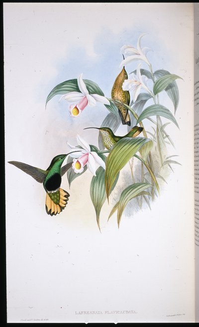 Buff-tailed Velvet-breast by John (after) Gould