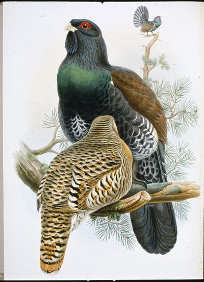 Capercailzie (Tetrao Urogallus) by John (after) Gould