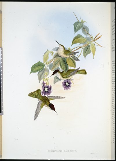 Chilian Fire-crown by John (after) Gould