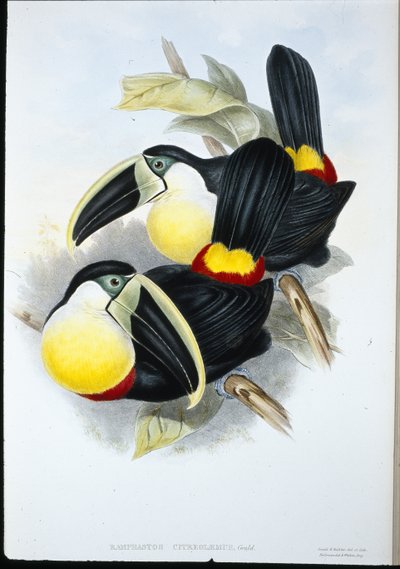 Citron-breasted Toucan by John (after) Gould