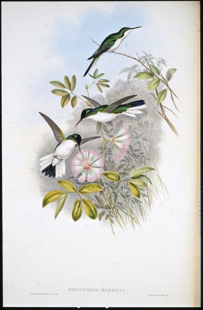 Columbian Fairy by John (after) Gould