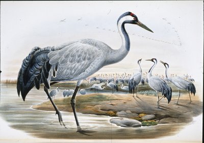 Common Crane by John (after) Gould