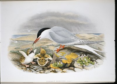 Common Tern (Sterna Hirundo) by John (after) Gould