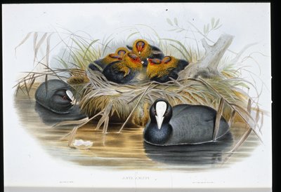 Coot by John (after) Gould