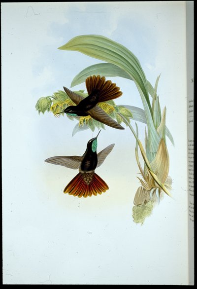 Coppery-tail (Metallura cupreicauda) by John (after) Gould