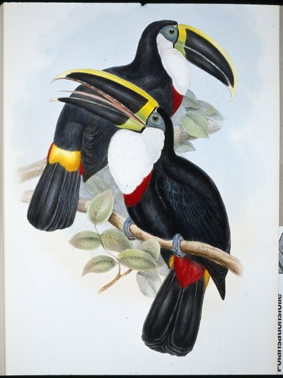Culminated Toucan by John (after) Gould